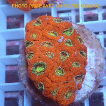 Micromussa rouge coeur vert mussa53