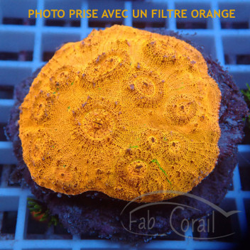 Echinophyllia orange echino428