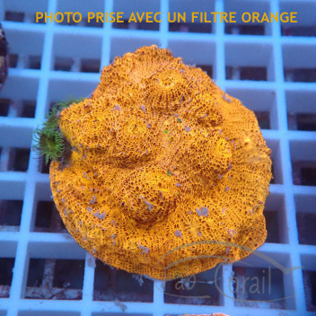 Echinophyllia orange echino428