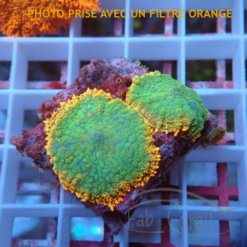 Rhodactis orange premium disco770