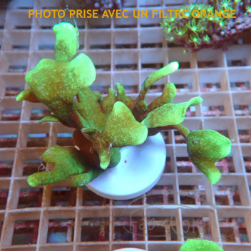 Pavona Cactus1 vert