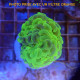 Euphyllia ancora jaune vert coupé euphy3449