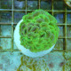 Euphyllia ancora jaune vert coupé euphy3449