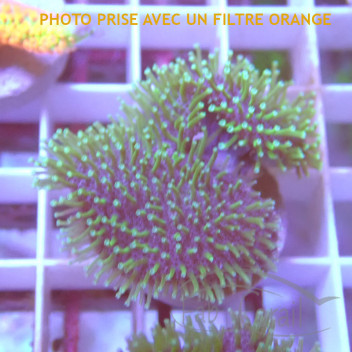Sarcophyton polype vert Fluo Taille L environ 15 cm de diamètre déployé sarco270