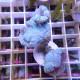 Caulastrea bleu gris caula348