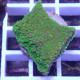 Montipora foliosa violet monti1430