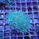 Euphyllia glabrescens vert euphy3498