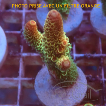 Acropora sarmentosa australie acro7383