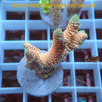 Acropora millepora acro7412