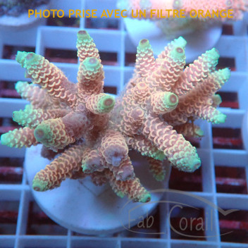 Acropora hyacinthus acro7426