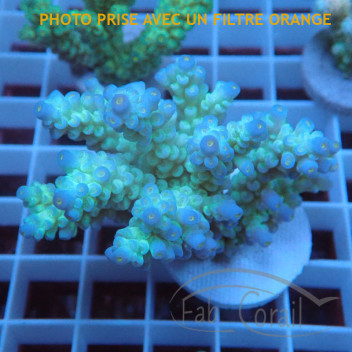Acropora tenuis acro7452