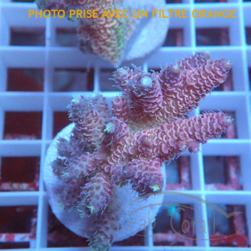 Acropora millepora acro7464