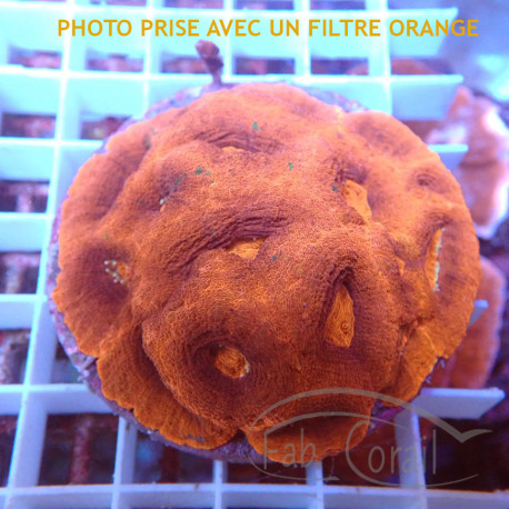 Acanthastrea Bowerbanki rouge AB09