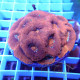 Acanthastrea Bowerbanki rouge AB09