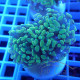 Euphyllia parancora gold Top qualité elevage local euphy3510