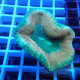 Trachyphyllia multicolor trachy250