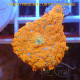 Rhodactis orange premium disco773