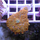 Rhodactis orange premium disco773