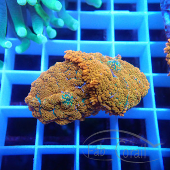 Rhodactis orange premium disco819