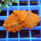 Rhodactis orange premium disco819