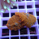 Rhodactis orange premium disco819