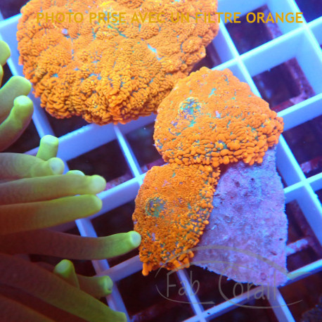 Rhodactis orange premium disco821