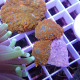 Rhodactis orange premium disco821