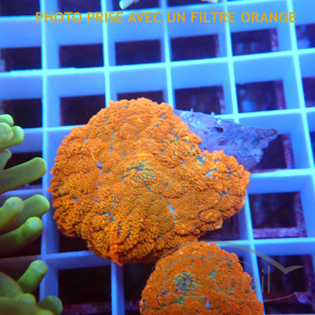 Rhodactis orange premium disco822