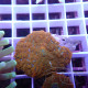 Rhodactis orange premium disco822