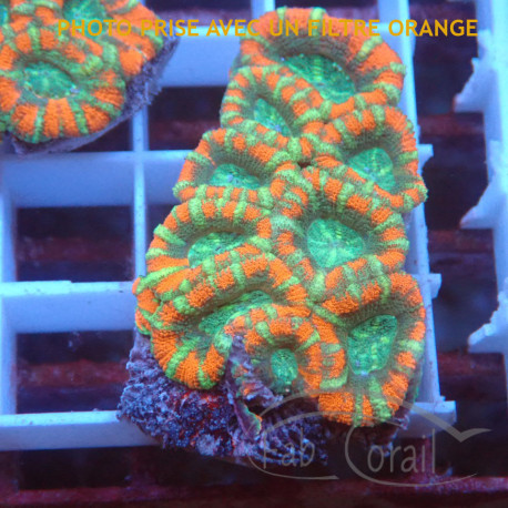 Acanthastrea lordhwensis AL2325