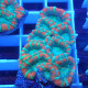 Acanthastrea lordhwensis AL2325