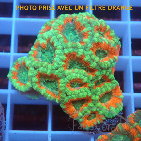 Acanthastrea lordhwensis AL2330