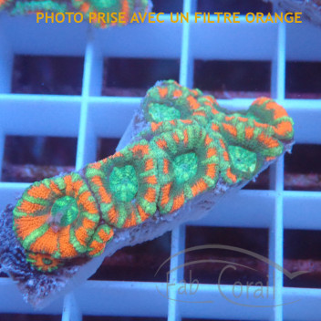 Acanthastrea lordhwensis AL2335