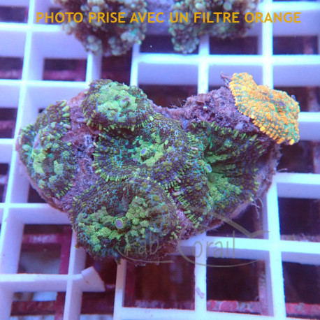 Rhodactis disco867