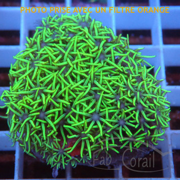 Pachyclavularia vert fluo pachy139