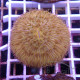 Fungia orange fungia292