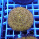 Fungia orange fungia292