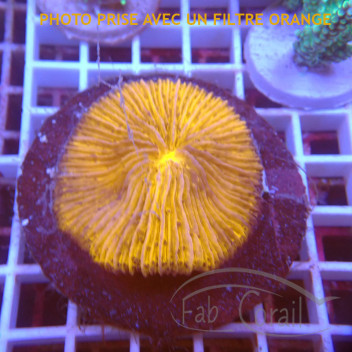 Fungia orange fungia293