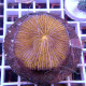 Fungia orange fungia293