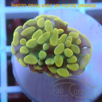 Euphyllia parancora gold Top qualité elevage local euphy3514