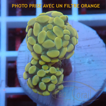 Euphyllia parancora gold Top qualité elevage local euphy3619