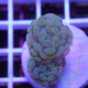 Euphyllia parancora gold Top qualité elevage local euphy3619