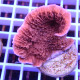 Montipora foliosa monti1445