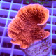 Montipora foliosa monti1445