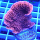 Montipora foliosa monti1445