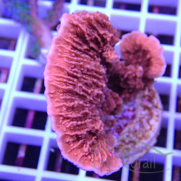 Montipora foliosa monti1446