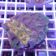 Acanthastrea echinata echinata94