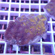 Acanthastrea echinata echinata96