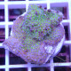 Montipora tuberculosa monti1334