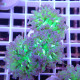 Euphyllia paradivisa Top qualité elevage local euphy3634